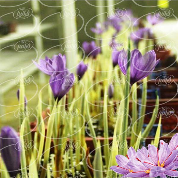 تولید زعفران باکیفیت در کشتزارهای حاصلخیز کشور