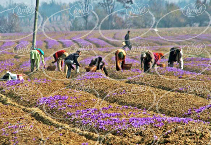 سود حاصل از صادرات زعفران فله ای گناباد