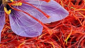 تولید پودر شربت زعفران مخصوص تابستان