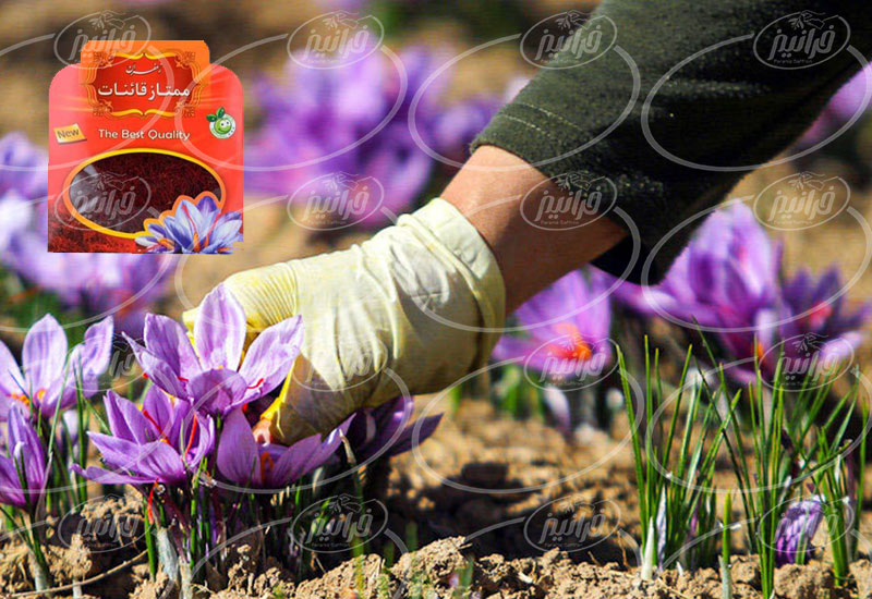 بازرگانی پودر زعفران قائنات به صورت مجازی
