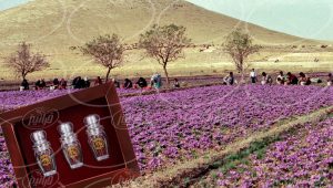 اطلاع از قیمت پودر زعفران سحرخیز