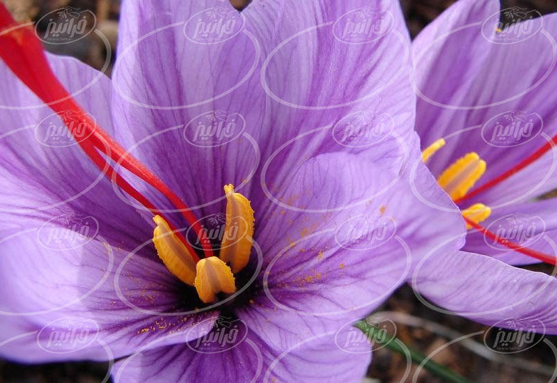 خرید عصاره زعفران با بسته بندی جدید گل سرخ